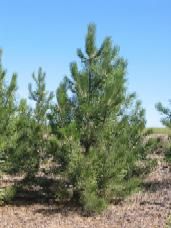 Ponderosa Pine